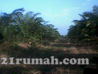 Tanah Kebun Sawit 7 km, 14 hektar dari Lintas Timur dan 6 km pintu tol