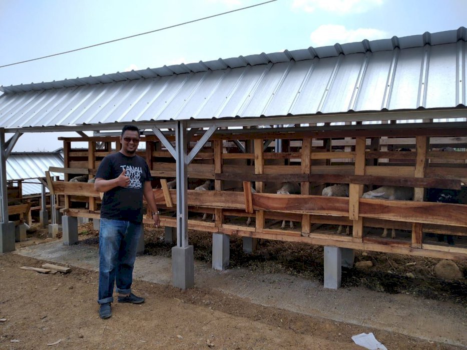 KAVLING TERNAK DOMBA PASSIVE INCOME JUTAAN