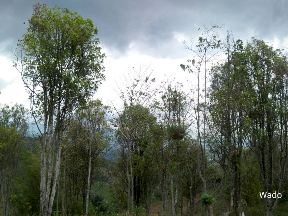 DIJUAL LAHAN KEBUN CENGKEH