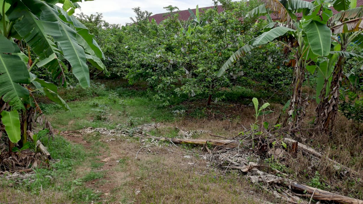 Jual Cepat Tanah 4.502 m, di Bedahan Depok