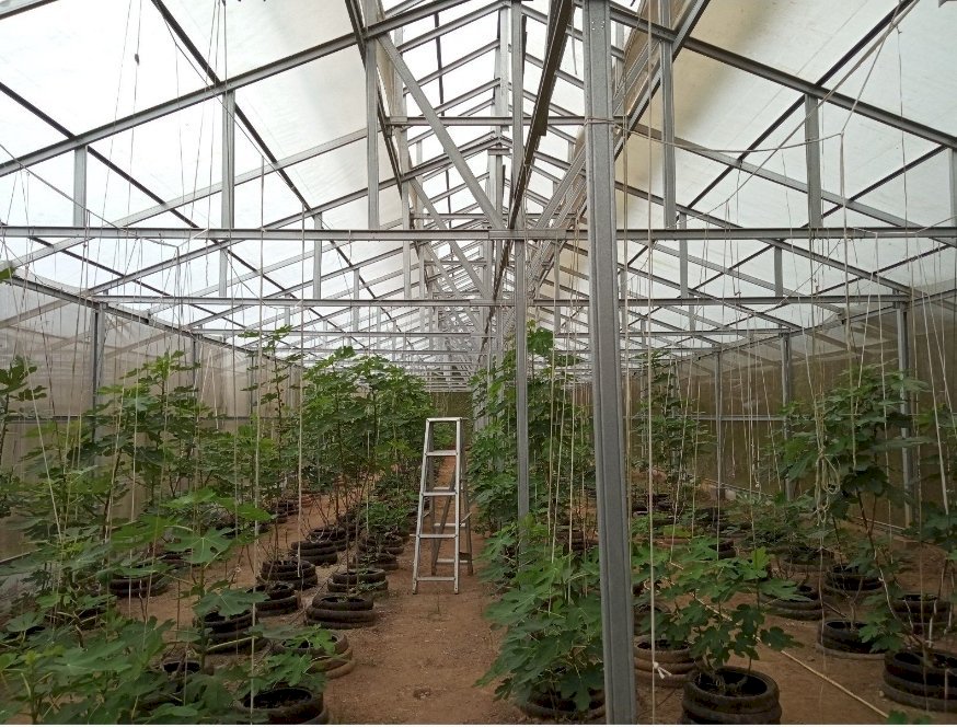 DIJUAL LAHAN KEBUN BUAH NAGA & BUAH TIN LINGKAR SELATAN, TANAH CILEGON