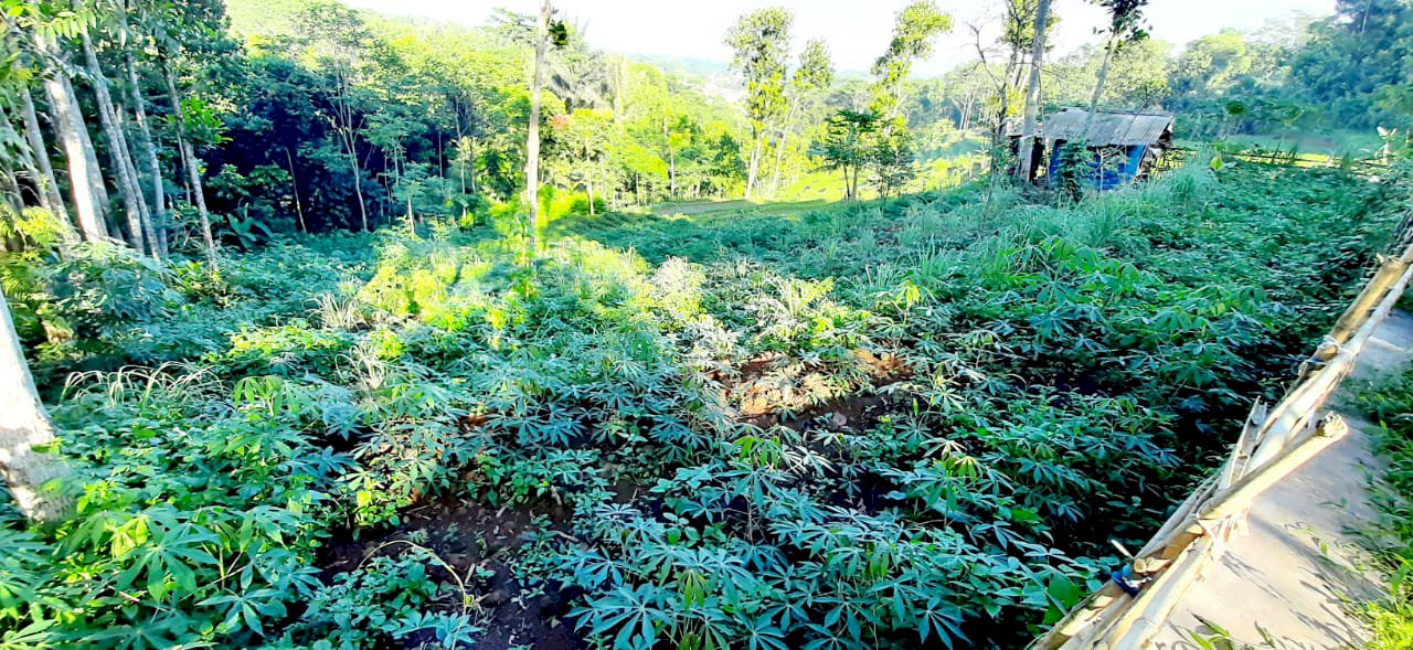 Tanah kebun pinggir jalan desa