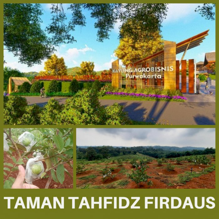 Kavling Kebun Ready Stock