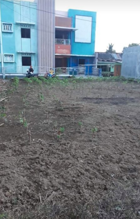 Tanah grendeng Undoed