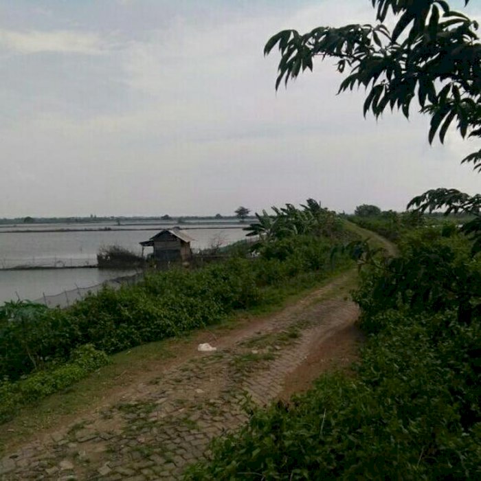 JUAL TAMBAK AKTIF AIR TAWAR DI WADUK BENGAWAN SOLO LAMONGAN