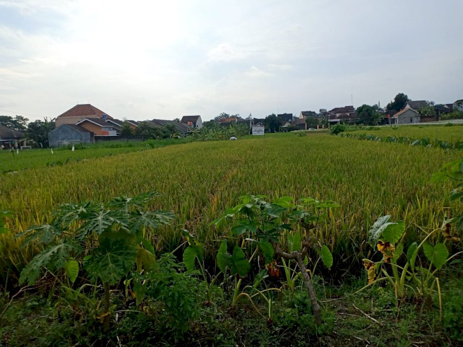 Tanah Pekarangan Dijual