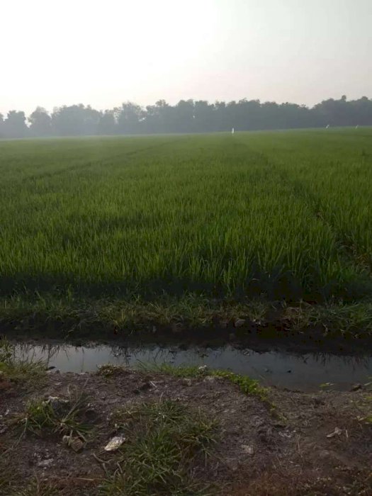 Tanah Sawah Aktif WonoAyu Sidoarjo