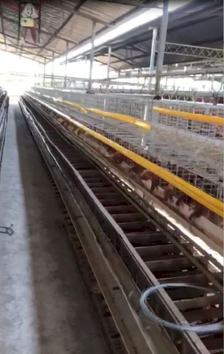 Kandang Ayam Petelor Aktif Tuban