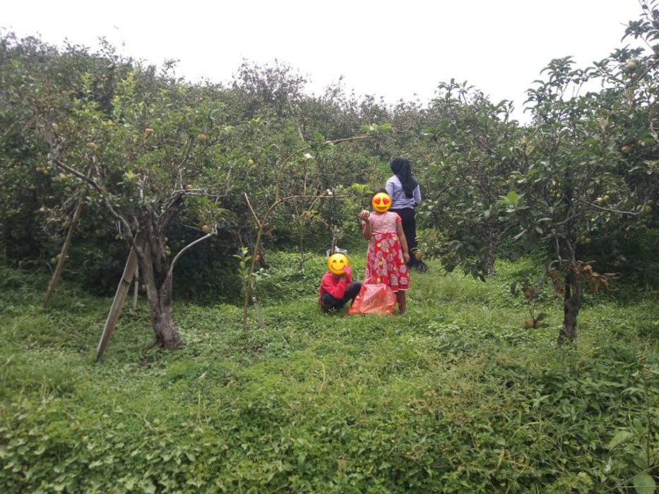 Kebun Apel Nol Jalan Nongkojajar Pasuruan