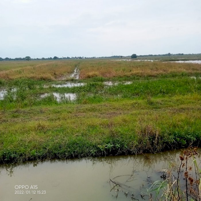 Jual tanah sawah produktif harga murah akses masuk mobil di Sukaringin