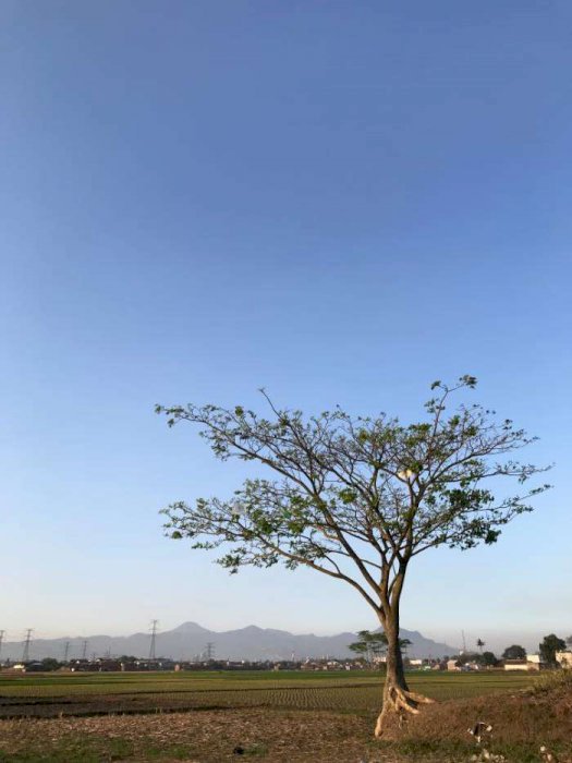 Tanah sawah di ciodeng baleendah belakang komp. bojong malaka indah