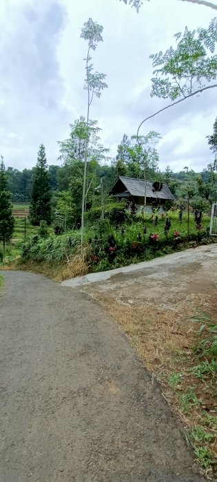 Tanah murah untuk villa/rumah/kolam ikan koi,sumber mata air besar di lokasi