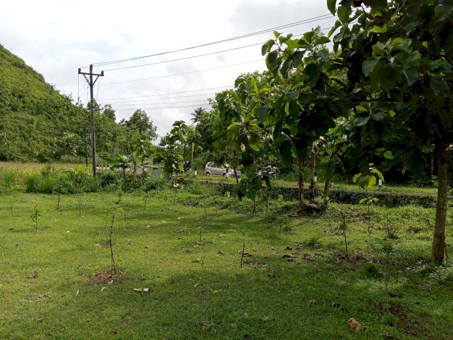 TANAH PROSPEK MANGKU JLN ASPAL NASIONAL JURUSAN WONOSARI PRACIMANTORO