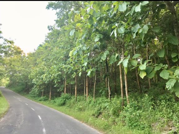 Tanah Terasiring Full pohon Jati mangku Jln Aspal Jalur ke wisata Pantai