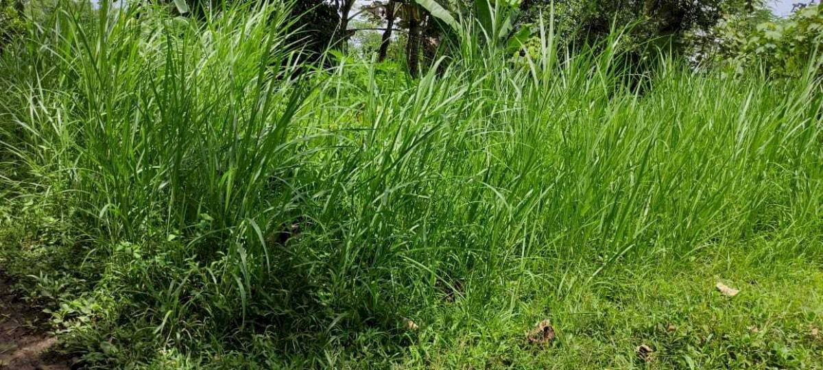 INVESTASI KAVLING TANAH DENGAN LOKASI YANG STRATEGIS DI KOTA MALANG Jl. Slamet