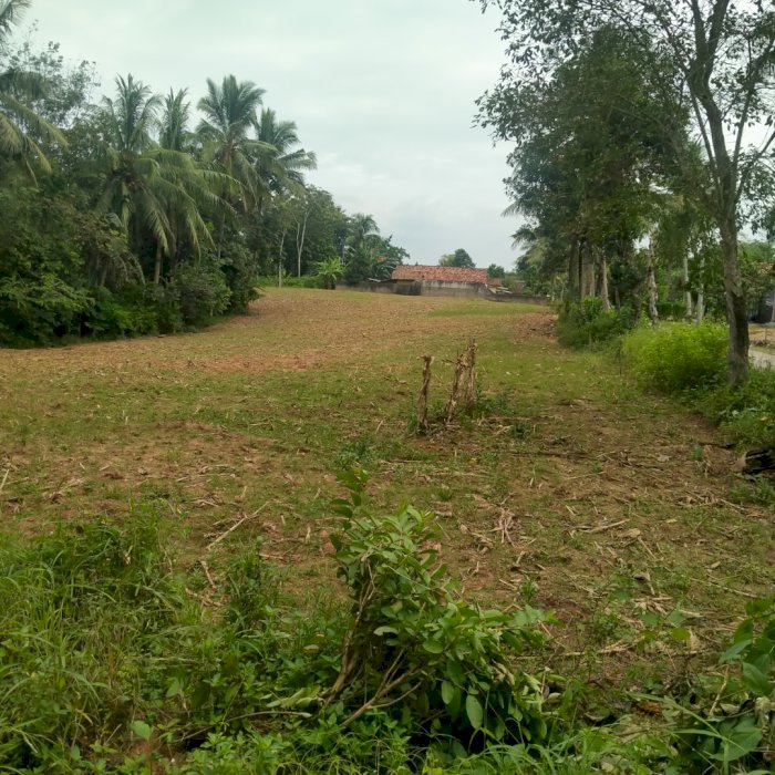 Dijual Cepat Tanah Dekat Jalan Aspal