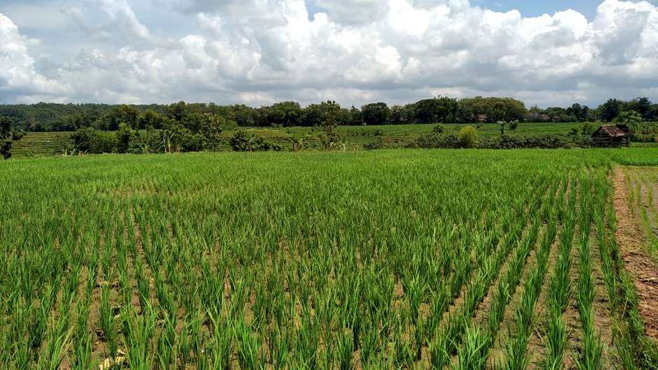 JUAL TANAH SAWAH MURAH MALANGGATEN