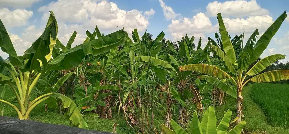 Dijual tanah langka ls 4 are ubud