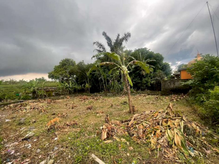 Dijual tanah murah munggu luas 4,5 are