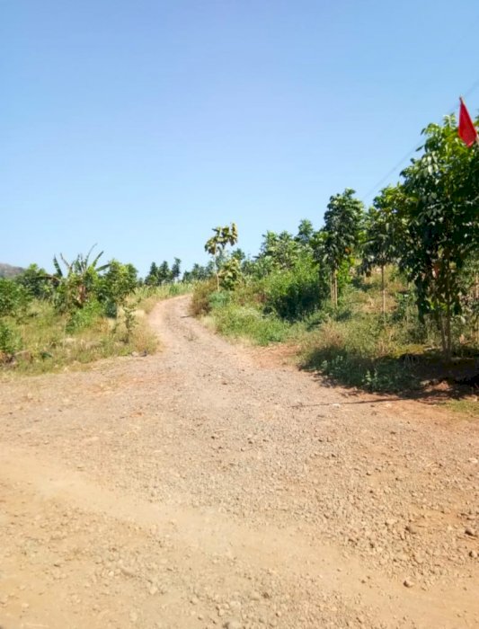 Tanah murah cocok untuk peternakan perkebunan gudang atau pabrik