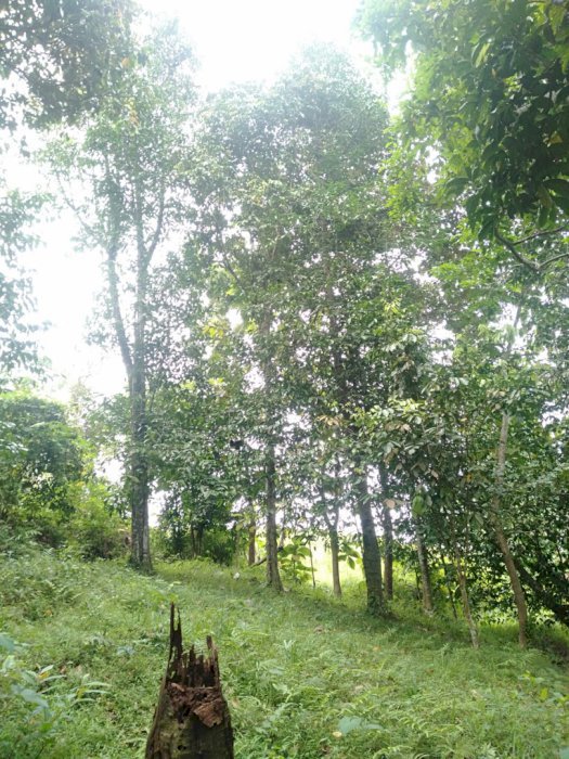 Tanah murah di cilegon