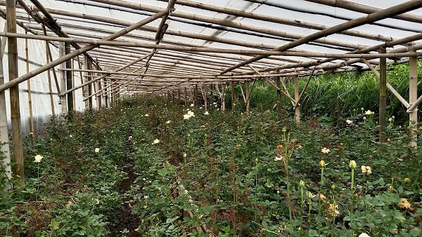 Jual Tanah Kebun Luas 3423 m2 Di Parompong - Bandung Barat !