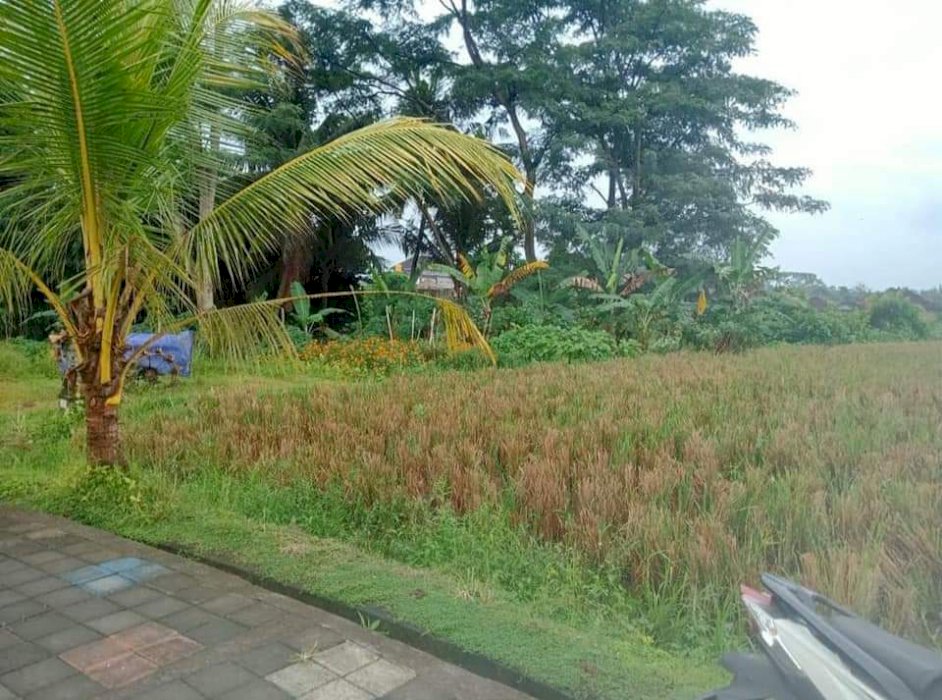 Dijual tanah Ubud Bali view sawah sungai Gunung sejuk alami