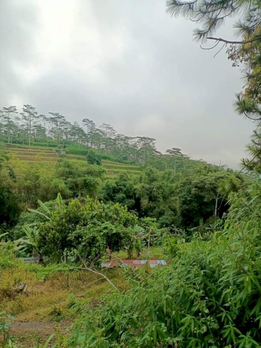 Dijual tanah BEDUGUL BALI view Dan terasering