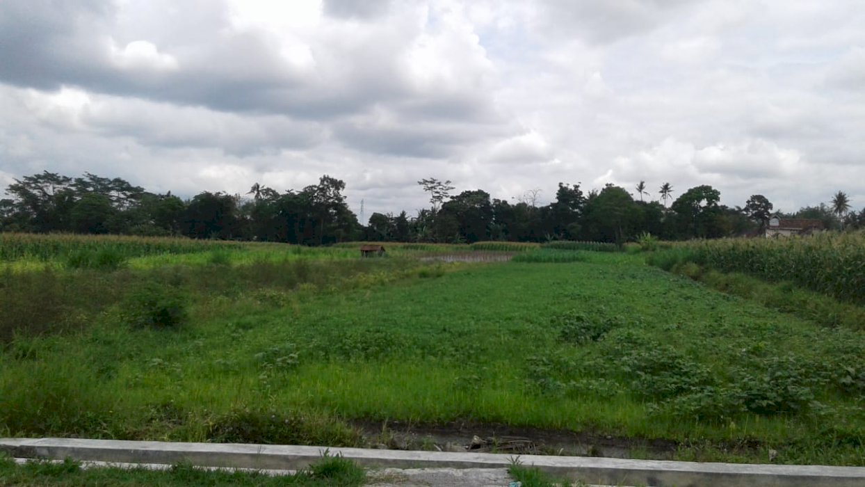 Dijual SHM Sawah Lokasi Plumbon Timur Pasar Rejondani Sleman