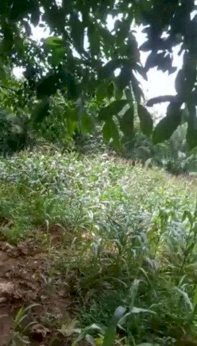 Dijual Cepat Tanah kebun