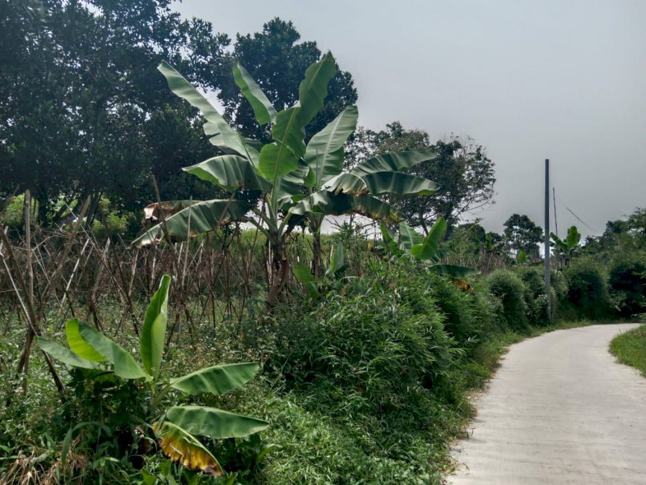 Tanah 5000 meter cocok untuk perumahan, villa dan tempat wisata