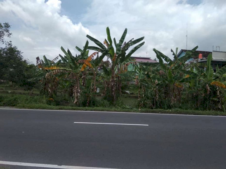Dijual Tanah Pekarangan Pinggir jalan Lokasi Jl Kaliurang km 11,8 Slm