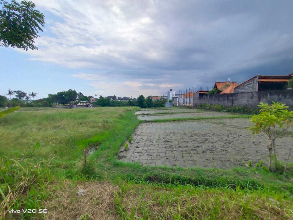 Disewakan tanah cemagi cocok untuk bisnis dan dekat cemagi