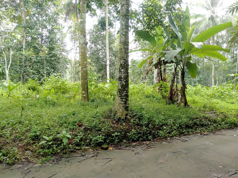 Tanah murah strategis di pinggiran jalan desa