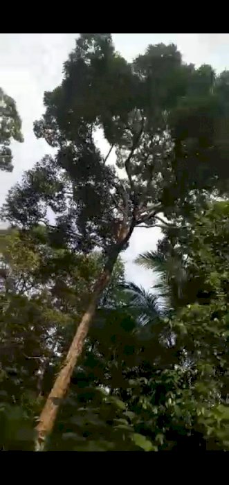 DI JUAL CEPAT...! Tanah perkebunan super murah