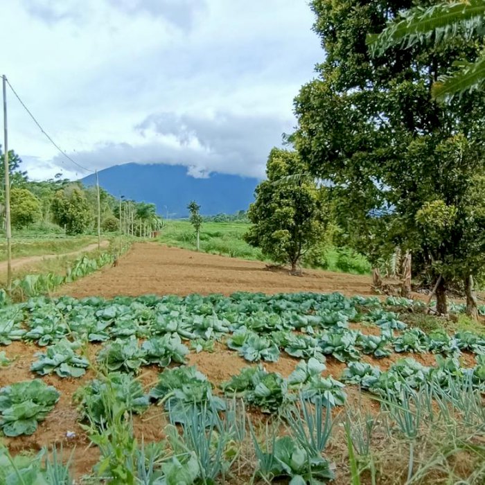 Di jual lahan murah surat SHM,untuk bangun rumah huni atau villa,view,