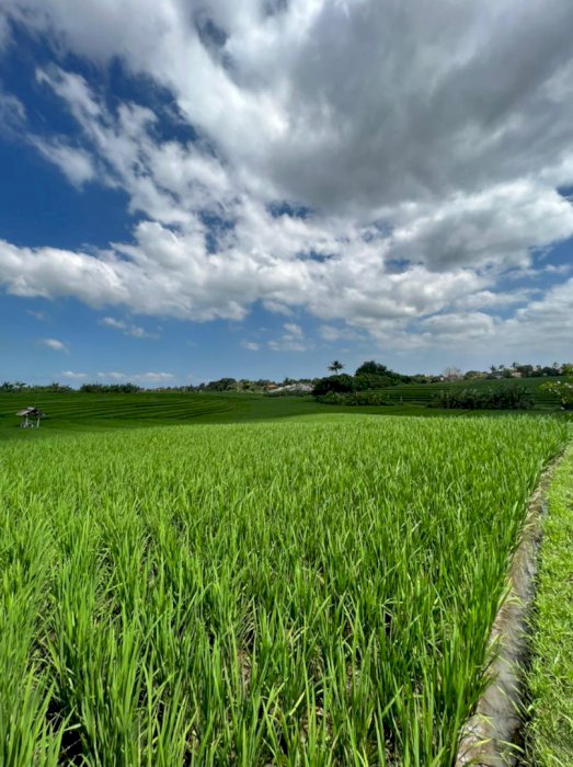 Dijual tanah kavling view sawah dekat pantai lokasi Babakan canggu