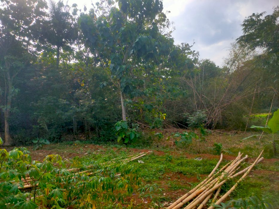 Tanah Murah Untuk Investasi