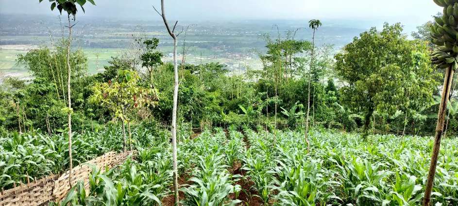 DI JUAL TANAH MURAH LAHAN KEBUN DI GARUT JAWA BARAT