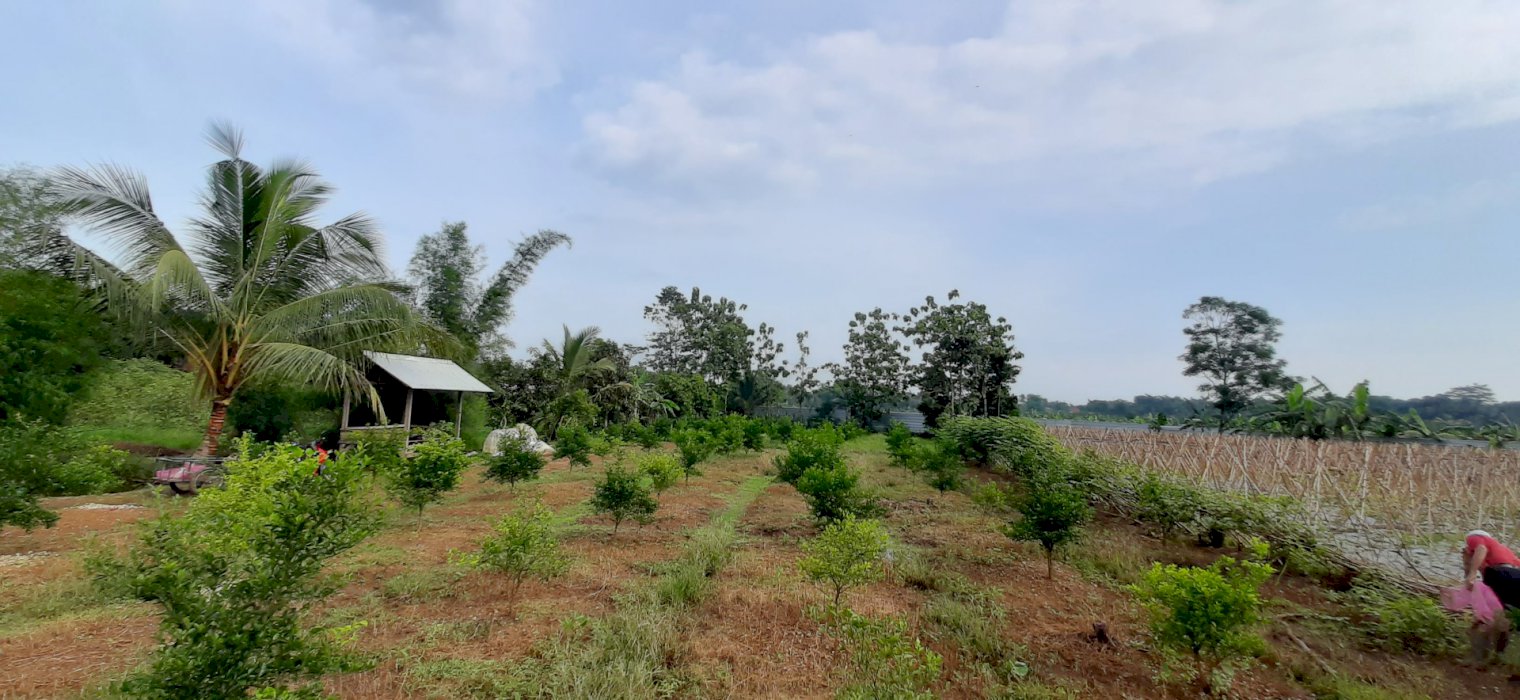 Di Jual Tanah Perkebunan