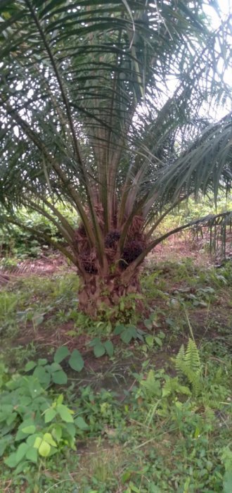 DI JUAL TANAH MURAH  KEBUN SAWIT DI SERUYAN KALIMATAN SELATAN