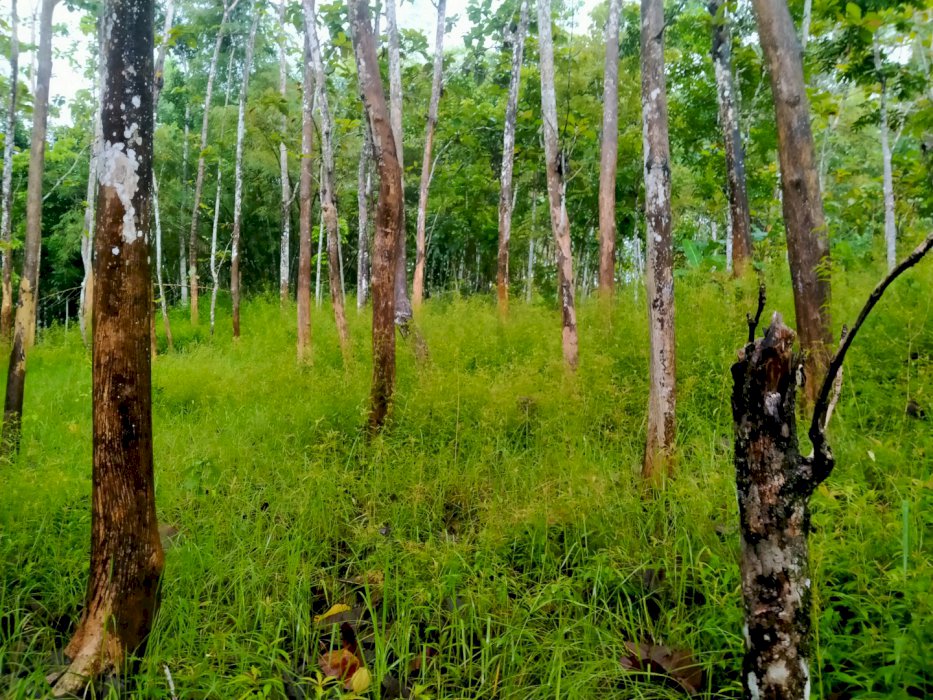 Lahan Kebon Jati Produktif