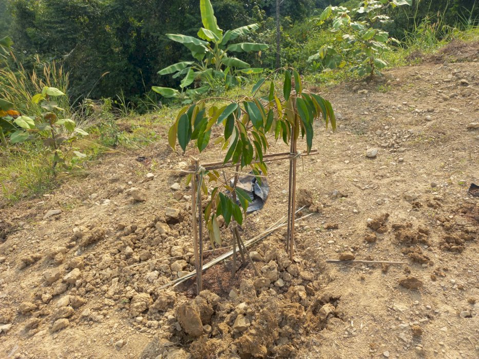 DI JUAL KALING KAUSAR MURAH