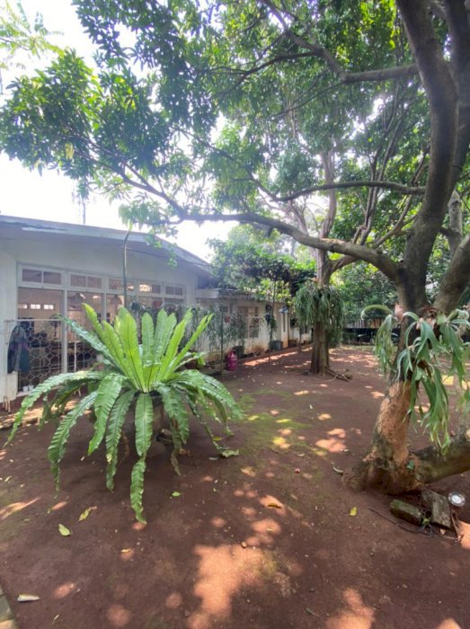 Jarang Adaa...rumah Kebun M U R A H di Condet, Jakarta Timur
