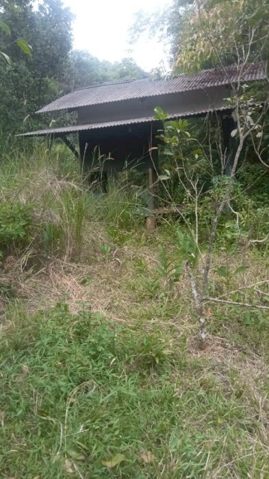 Lokasi cocok untuk ternak ada air mengalir