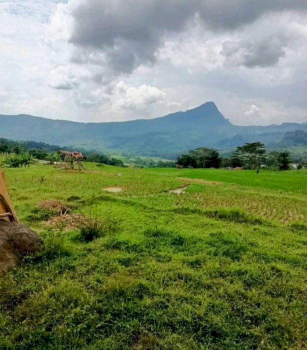 Dijual Tanah sawah di sukamakmur, kab. Bogor puncak 2