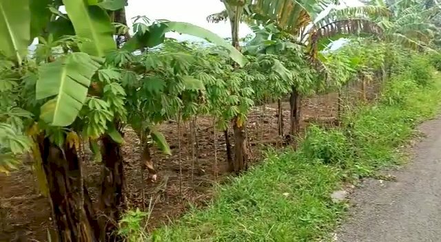 Di jual tanah dengan view pegunungan