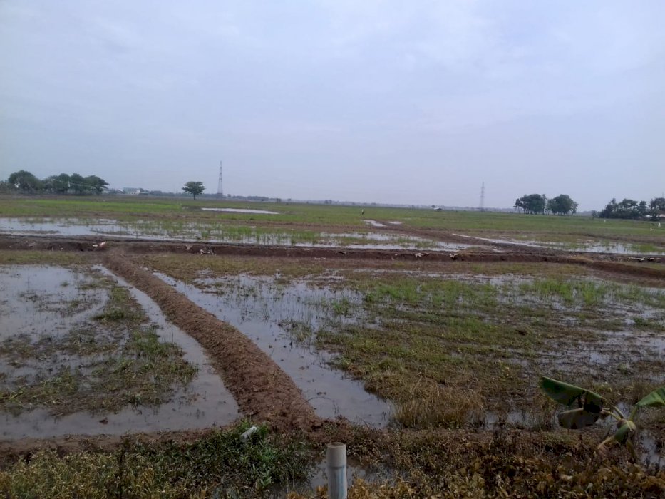 Tanah Sawah lokasi sangat istimewa Area Jl Raya Rengas Pantura, Bekasi