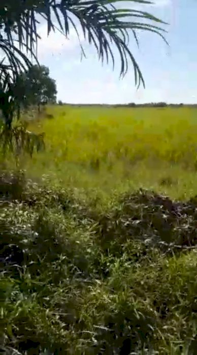 Dijual Tanah 26 Hektar, Penjalaan, Simpang Hilir, Kalimantan Barat