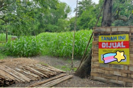 TANAH DIJUAL MURAH DI ORO OMBO WETAN REMBANG PASURUAN